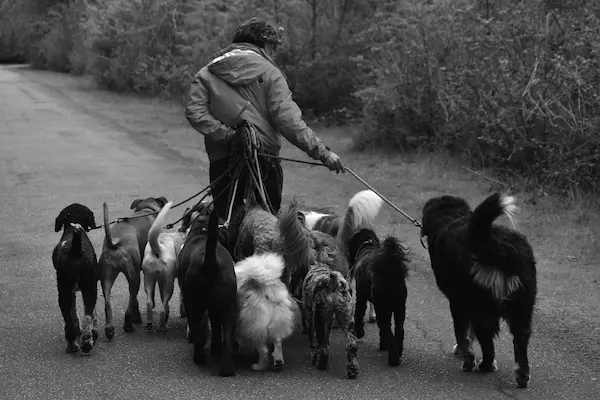 Vorschau Website Dogwalker